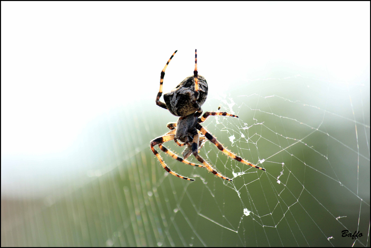 Araneus cf. circe - Isola di Cherso (Croazia)